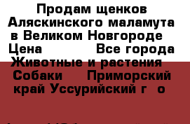 Продам щенков Аляскинского маламута в Великом Новгороде › Цена ­ 5 000 - Все города Животные и растения » Собаки   . Приморский край,Уссурийский г. о. 